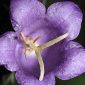 Campanula affinis Schult.