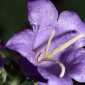 Campanula affinis Schult.