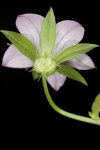 Campanula specularioides Coss.