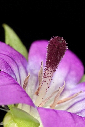 Campanula specularioides Coss.