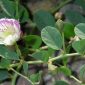 Capparis spinosa L.
