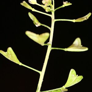 Capsella Medicus