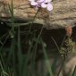 Cardamine pratensis L.