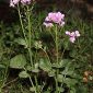 Cardamine raphanifolia Pourr.