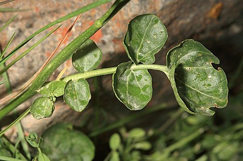Cardamine raphanifolia Pourr.