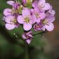 Cardamine raphanifolia Pourr.