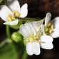 Cardamine resedifolia L.