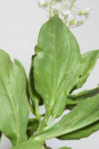 Cardaria draba subsp. draba (L.) Desv.