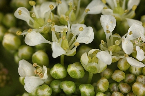 Cardaria draba subsp. draba (L.) Desv.