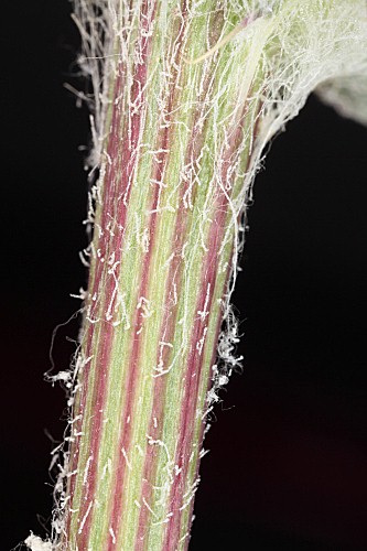 Carduncellus caeruleus (L.) C. Presl