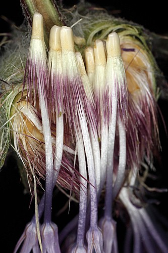 Carduncellus caeruleus (L.) C. Presl