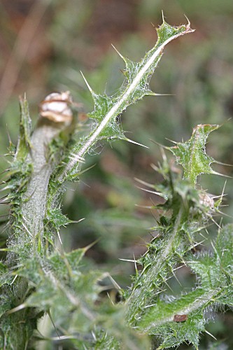 Carduus platypus subsp. granatensis (Willk.) Nyman