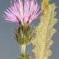 Carduus pycnocephalus L.