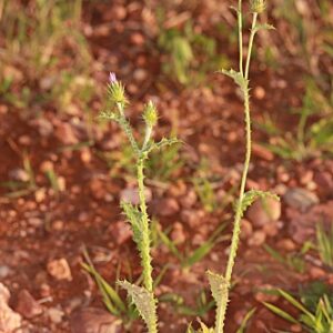 Carduus pycnocephalus L.