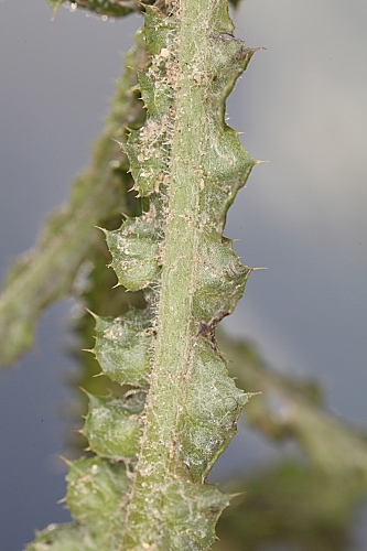 Carduus pycnocephalus L.
