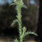 Carduus tenuiflorus Curtis