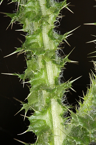 Carduus tenuiflorus Curtis