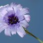 Catananche caerulea L.