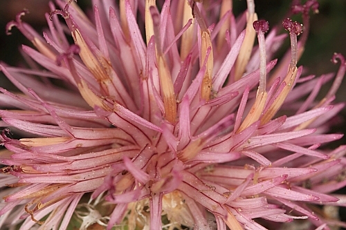 Centaurea amblensis Graells