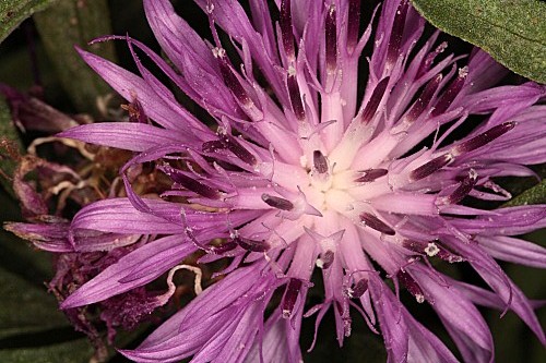Centaurea aspera L.