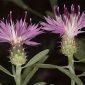 Centaurea aspera L.