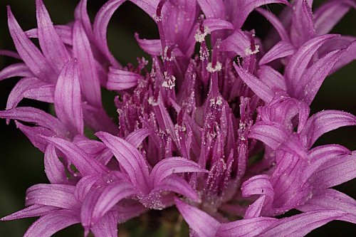 Centaurea aspera L.