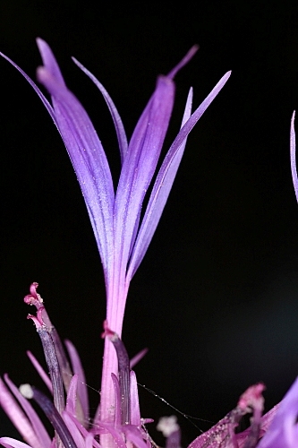 Centaurea avilae Pau