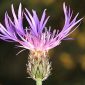 Centaurea avilae Pau