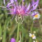 Centaurea avilae Pau