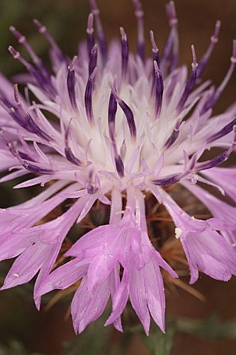 Centaurea barrasii Pau
