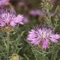 Centaurea barrasii Pau