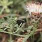 Centaurea boissieri subsp. boissieri DC.