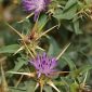Centaurea calcitrapa L.