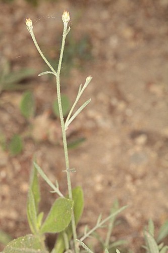 Centaurea castellanoides Talavera