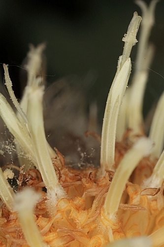 Centaurea clementei Boiss. ex DC.