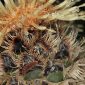 Centaurea clementei Boiss. ex DC.