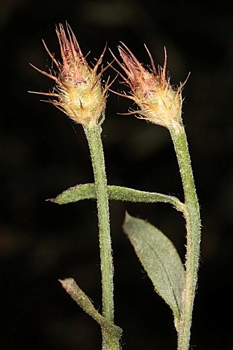 Centaurea cordubensis Font Quer