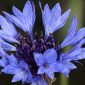 Centaurea cyanus L.