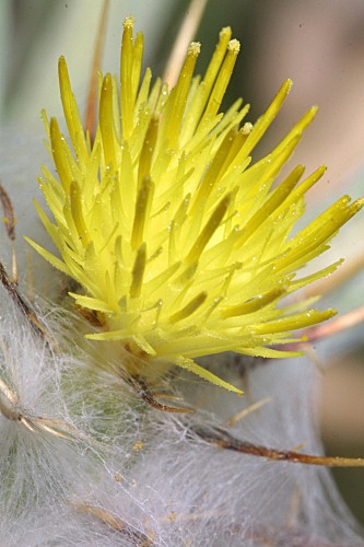 Centaurea eriophora L.