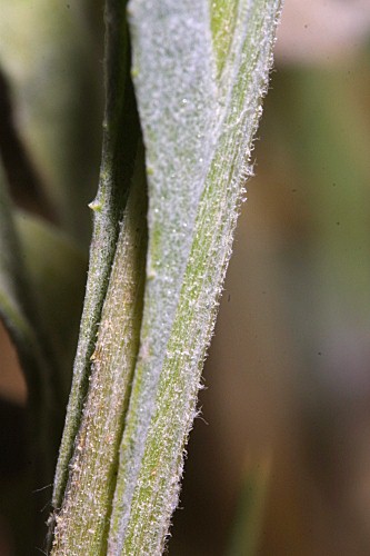 Centaurea eriophora L.