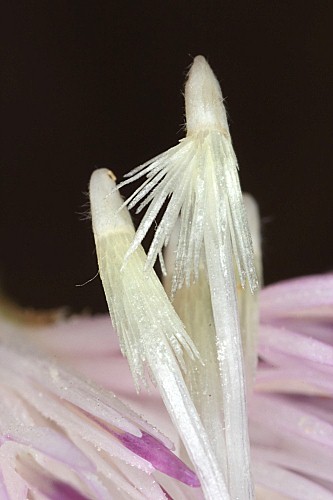 Centaurea exarata Boiss. ex Coss.