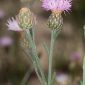 Centaurea exarata Boiss. ex Coss.