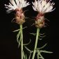 Centaurea gadorensis Blanca