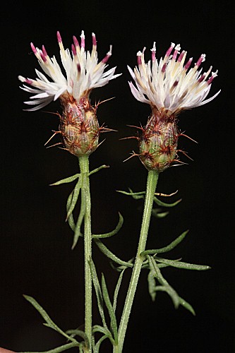 Centaurea gadorensis Blanca