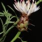 Centaurea gadorensis Blanca