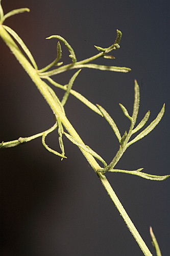 Centaurea gadorensis Blanca