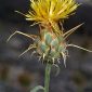 Centaurea granatensis Boiss.