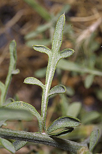 Centaurea granatensis Boiss.
