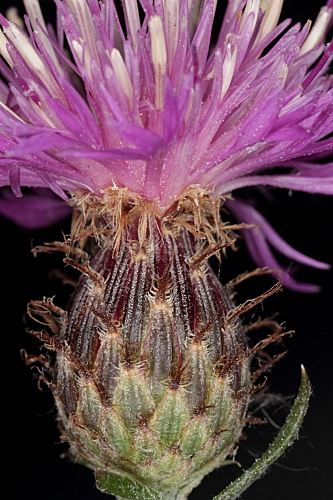 Centaurea hyssopifolia Vahl