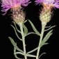 Centaurea hyssopifolia Vahl